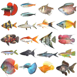 Budidaya Ikan Hias Perairan Umum