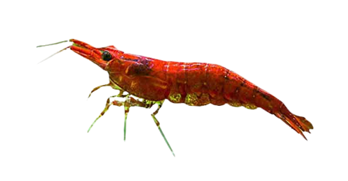 Pembenihan Udang /Lobster Ikan Hias 